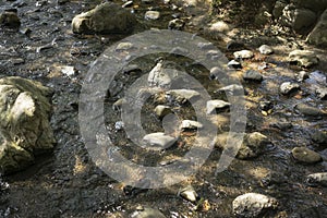 Background with water rocks in traditional Japanese pond