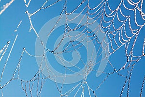 Background from a web with dew drops