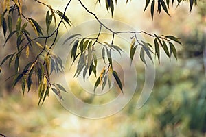 Background of weeping willow tree branches
