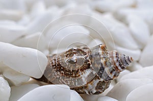 Background of well polished little mainly white stones with dark motley seashell in foreground