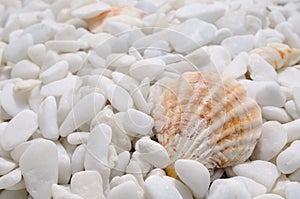 Background of well polished little mainly white stones with motley seashell in foreground