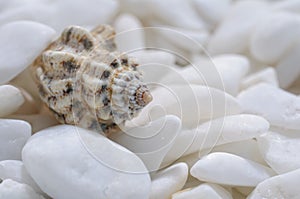 Background of well polished little mainly white stones with motley seashell between pebbles
