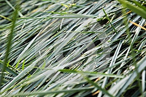 Background of a wet green grass