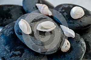 Background wet round stones and white seashells