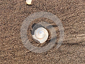 Background of wet sand with pores. Beach sand with the shell seamless pattern.