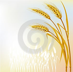 Background with wheat
