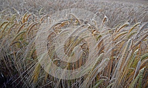 Background with wheat ear, wheat field as a background