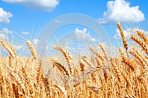 Background of wheat field with ripening golden ears