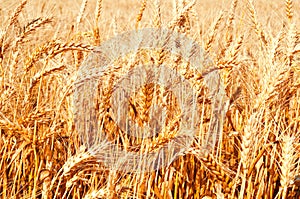 Background of wheat field with ripening golden ears