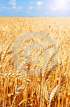 Background of wheat field with ripening golden ears