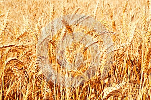 Background of wheat field with ripening golden ears