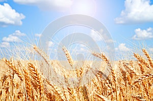 Background of wheat field with ripening golden ears