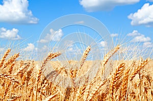 Background of wheat field with ripening golden ears