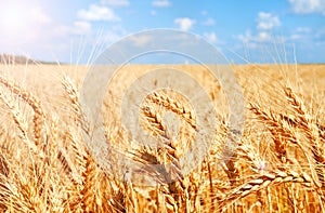 Background of wheat field with ripening golden ears