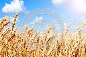 Background of wheat field with ripening golden ears