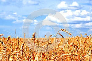 Background of wheat field with ripening golden ears and blue sky