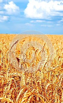 Background of wheat field with ripening golden ears and blue sky