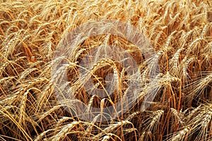 Background of wheat field with ripening golden ears closeup