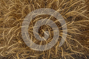 Background of wheat. Ripe wheat.