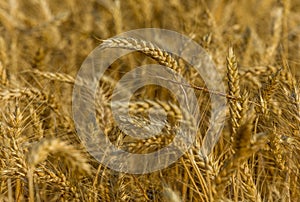 Background of wheat. Ripe wheat.