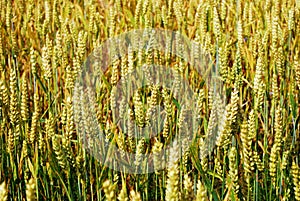 Background wheats in the field