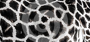 Background which the structure of hide of giraffe is represented on