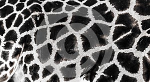 Background which the structure of hide of giraffe is represented on