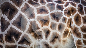 Background which the structure of hide of giraffe is represented on