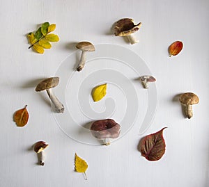 Background is white on it autumn mushrooms and leaves