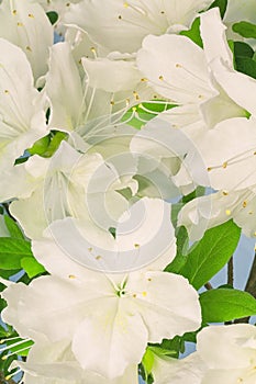 Background of white azalea flowers