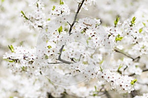 Background of white blossoming fruit tree in spring garden closeup
