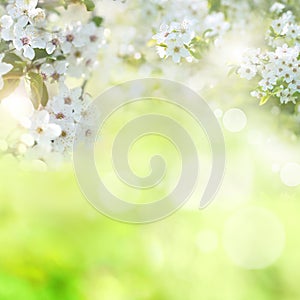 Background with white blossoms