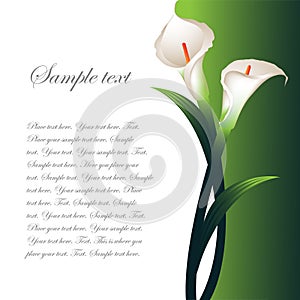 Background with white callas