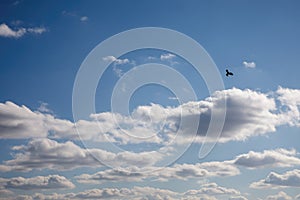 Background of white cumulus clouds in a blue sky. A flying crow against a blue sky