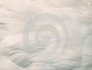 Background of white feathers
