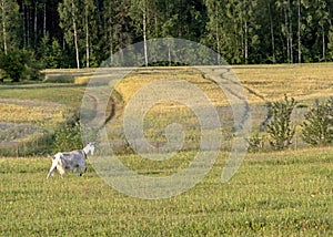 Background with white female goat in sustainable organic farm with green fields under blue sky