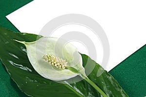 Background with a white flower