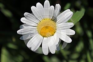 Background of white flower chamomile