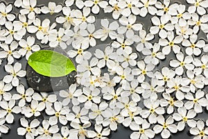 Background of white flowers and black stone with green leaf in t