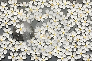 Background of white flowers and black stone in the water