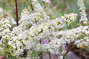 Background white flowers on branch with bokeh. Spiraea Cinerea Grefsheim for postcard or design