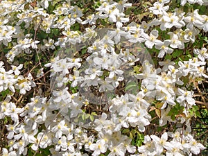 Background of white flowers of Clematis Montana photo