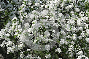 Background of white flowers is cover wild plum. lush spring flowering of the fruit tree