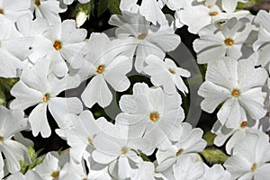 Background with white flowers of Phlox subulata