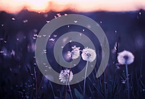 background with white fluffy round flowers dandelions and flying light seeds in purple tones