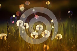 background with white fluffy round flowers dandelions and light seeds flying in the light of a Golden sunset and glare