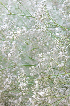 Background with white Gypsophila flowers