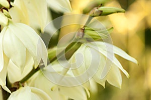 Background of white Hesperoyucca whipplei flowers.Yucca Gigantea, Chaparral yucca, Itabo,Quixote yucca,Yucca Filamentosa photo