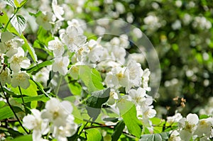 Background of white jasmine flowers