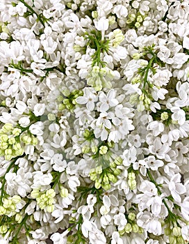 Background with white lilac flowers